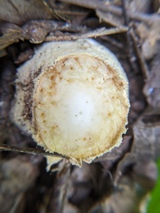 Amanita muscaria guessowii