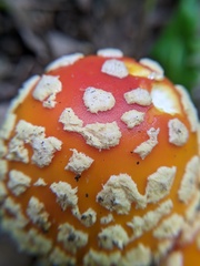Amanita muscaria guessowii