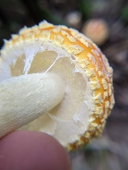 Amanita muscaria guessowii