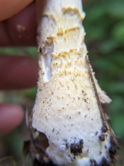 Amanita muscaria guessowii