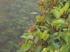 Metrosideros waialealae