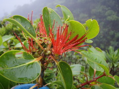 Metrosideros waialealae