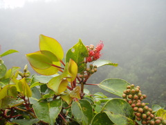 Metrosideros waialealae