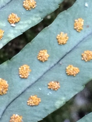 Polypodium interjectum