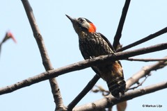 Dryobates cathpharius