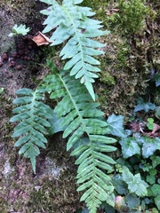 Polypodium interjectum