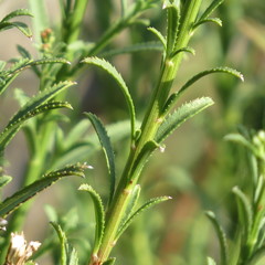 Baccharis thesioides