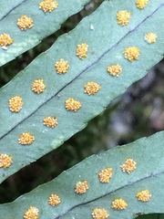 Polypodium interjectum