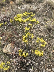 Eriogonum brevicaule