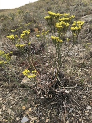Eriogonum brevicaule