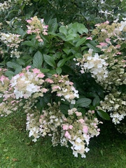 Hydrangea paniculata