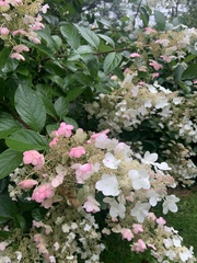 Hydrangea paniculata