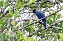 Cyanocorax violaceus