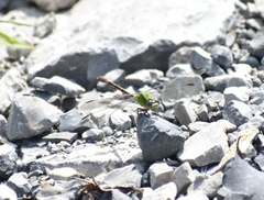 Erpetogomphus