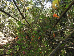Clinopodium macrostemum
