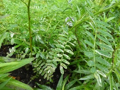 Liriomyza clianthi