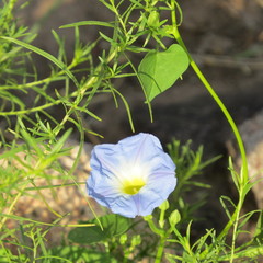 Ipomoea cardiophylla