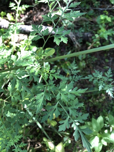 Bidens bipinnata image