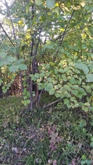 Corylus avellana