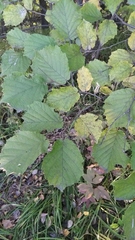 Corylus avellana