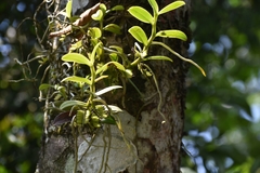 Campylocentrum micranthum