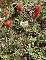 Castilleja linariifolia
