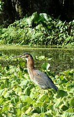 Butorides virescens image