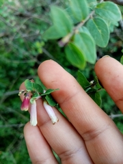 Symphoricarpos microphyllus