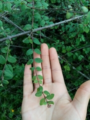 Symphoricarpos microphyllus
