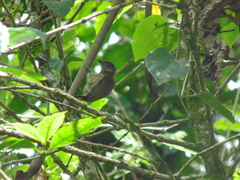 Picumnus olivaceus
