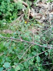 Symphoricarpos microphyllus