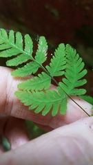 Gymnocarpium jessoense