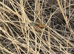 Hesperia leonardus pawnee