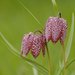 Fritillaria meleagris - Photo (c) AnneTanne, μερικά δικαιώματα διατηρούνται (CC BY-NC-SA)