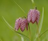 Snake's-head Fritillary - Photo (c) AnneTanne, some rights reserved (CC BY-NC-SA)