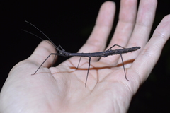 Exocnophila