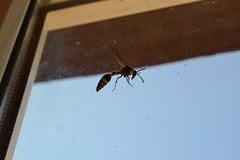 Eumenes subpomiformis