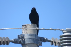Corvus sinaloae