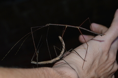 Exocnophila