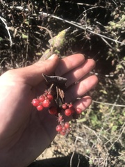 Lonicera hispidula
