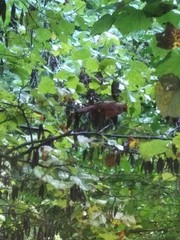 Cardinalis cardinalis