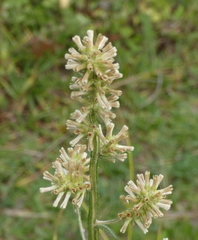 Pterocaulon alopecuroides