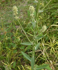 Pterocaulon alopecuroides