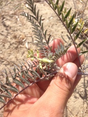 Astragalus trichopodus antisellii