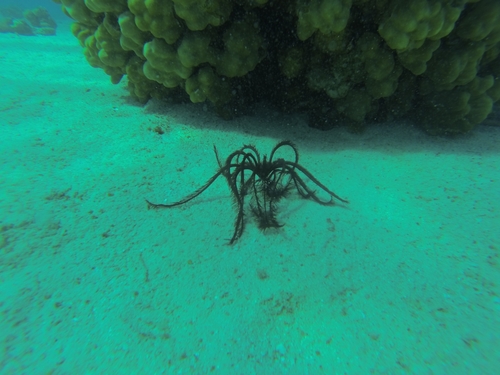 Capillaster multiradiatus