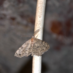 Deileptenia ribeata