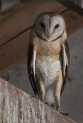 Tyto alba poensis