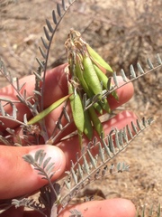Astragalus trichopodus antisellii