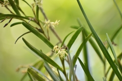 Epidendrum ramosum