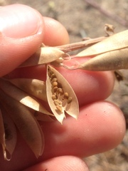 Astragalus trichopodus antisellii